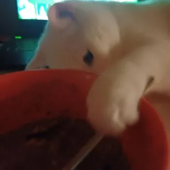 Kayra
