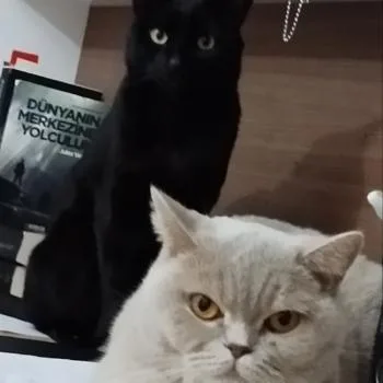 Yiğit Ak