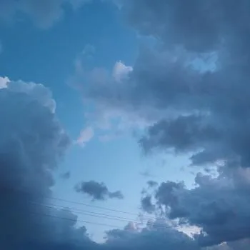 Çalıkuşu