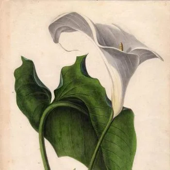 Timur