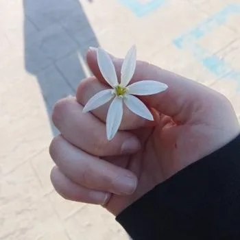 Nisa Er