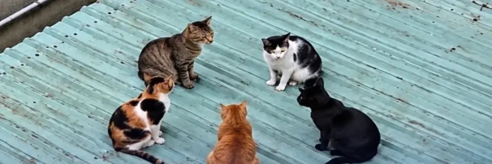 Berat Sağır